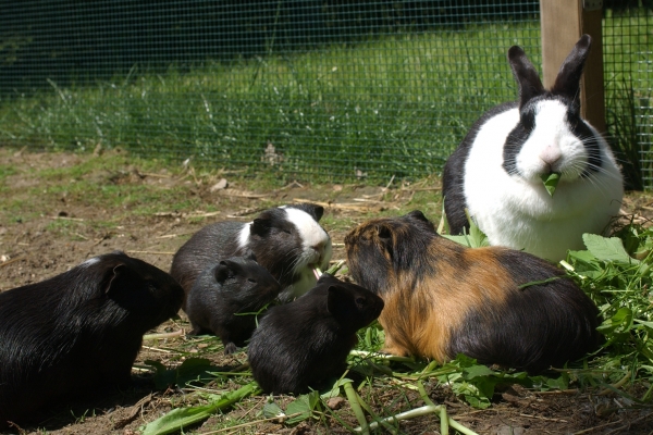 Kaninchen und Nager